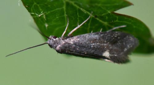 Lampronia morosa